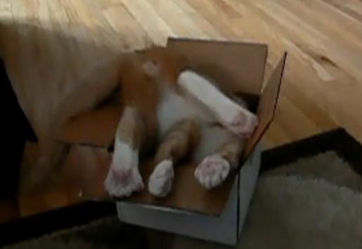 http://www.lifewithcats.tv/wp-content/uploads/2011/03/orange-cat-in-box.jpg
