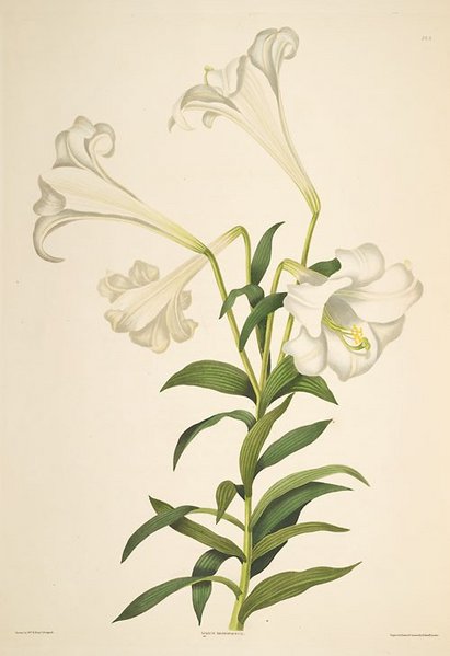 images of easter lilies. Easter Lilies Are Toxic!