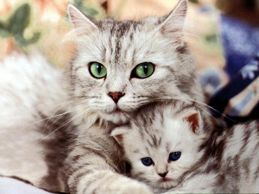 Image result for mothers day with cats