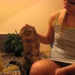 Pat the Cat