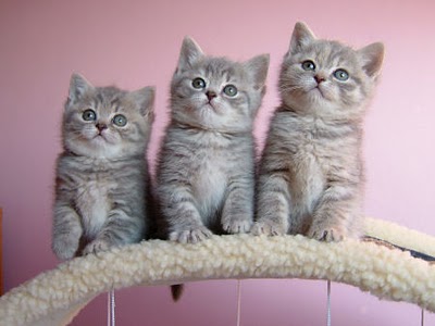 cute-little-kittens.jpg