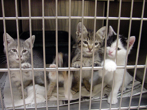 Animal Shelter Reform Bill Passes FL Senate Committee Unanimously