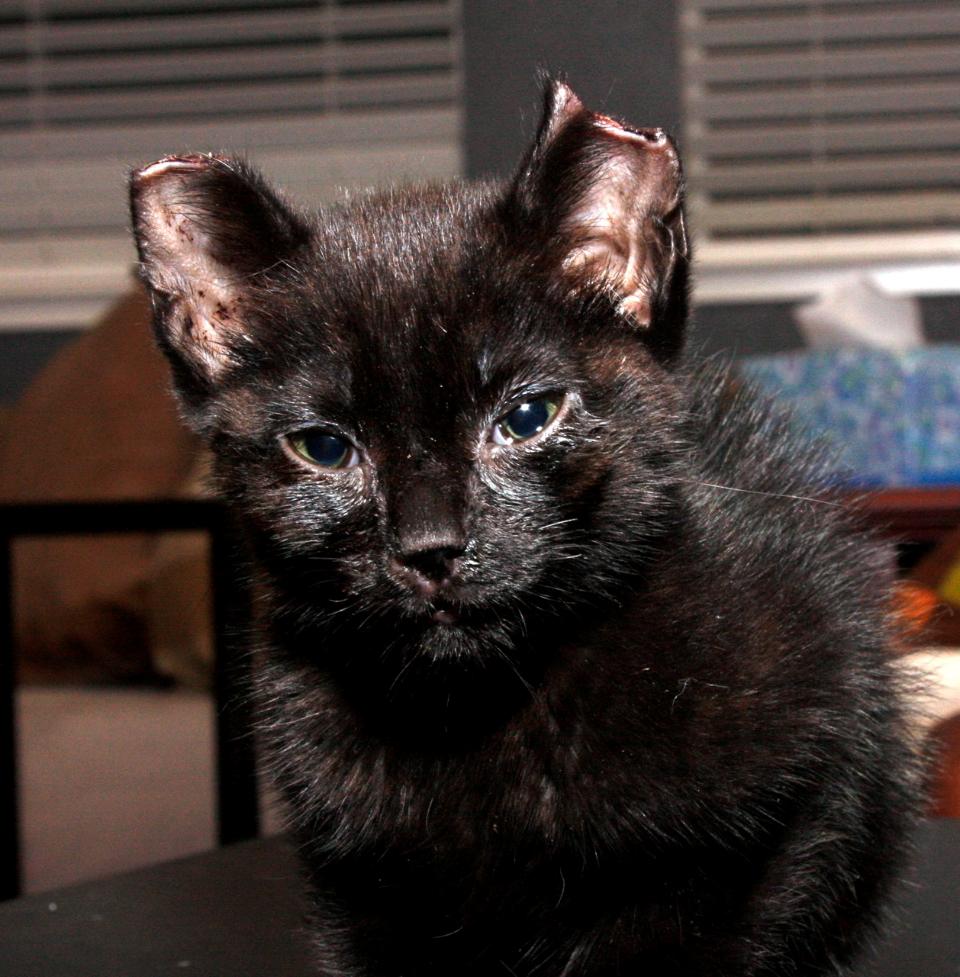 Kitten with Ear Tips Cut Off Recovers, Reward Offered Life With Cats