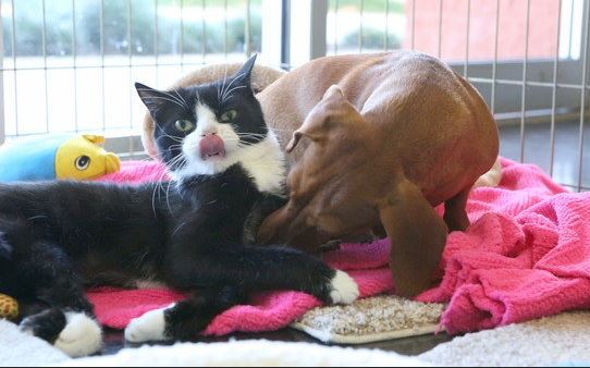 Ruth and Idgie Abandoned Bonded Special Needs Kitten and Dashshund to