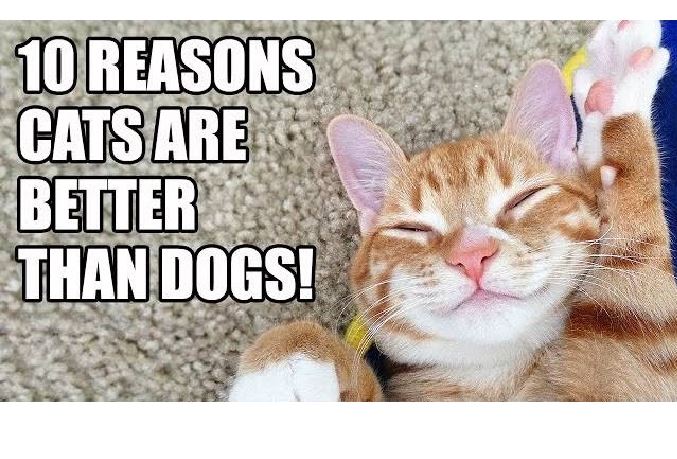 10 Reasons Cats are better than Dogs! Life With Cats
