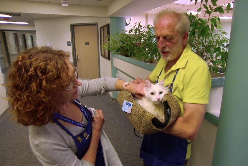 A trip to the hospital with Studley, therapy cat and 2014 "Cat of the