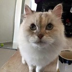 Jommi