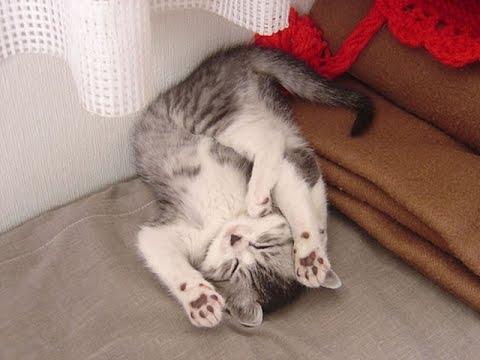 cute-and-funny-cats-sleeping-in.jpg