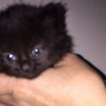 kittenreal2JPG