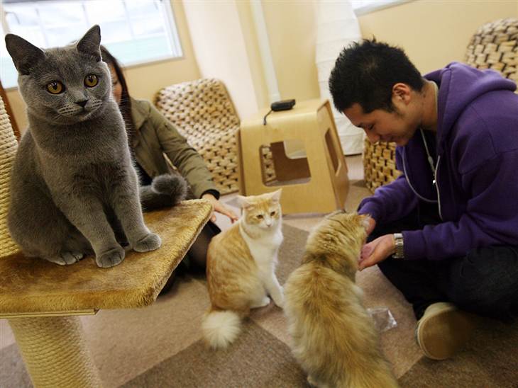 Is a Cat Café Coming Near You? Life With Cats