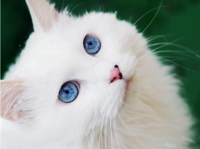 whitecats2Yaro.jpg (640×476)
