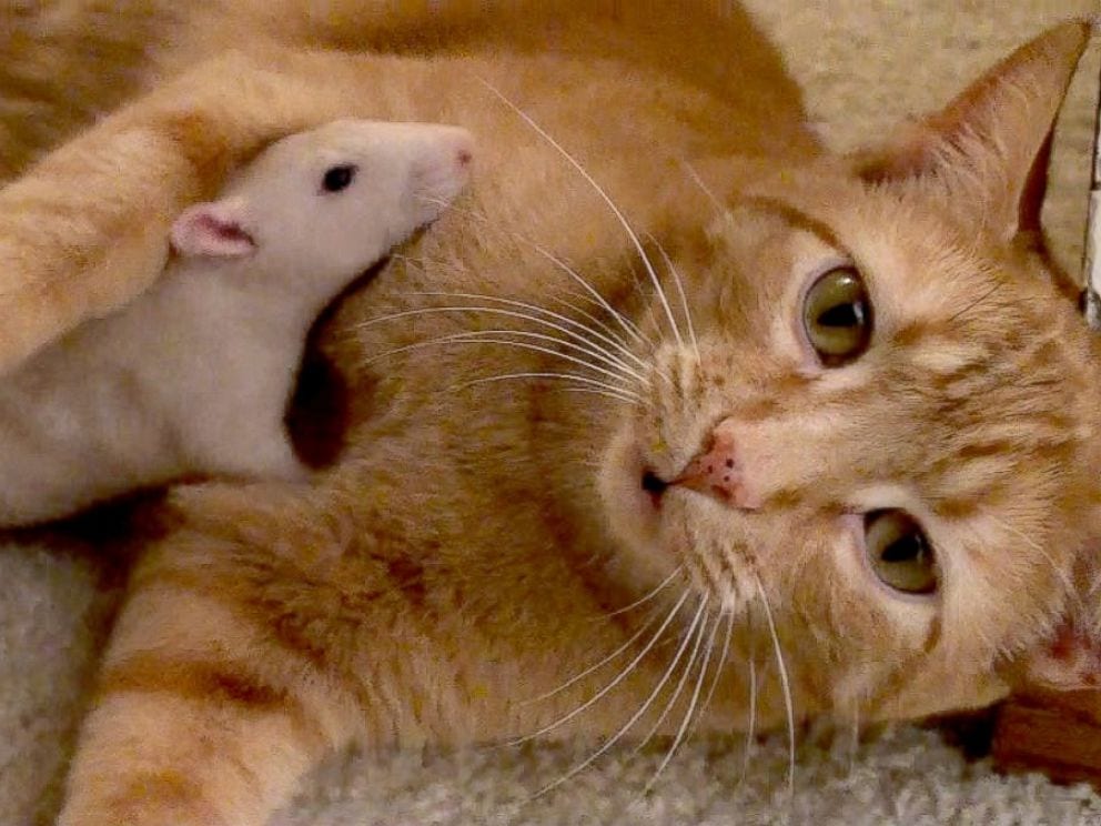 Cat and Rat