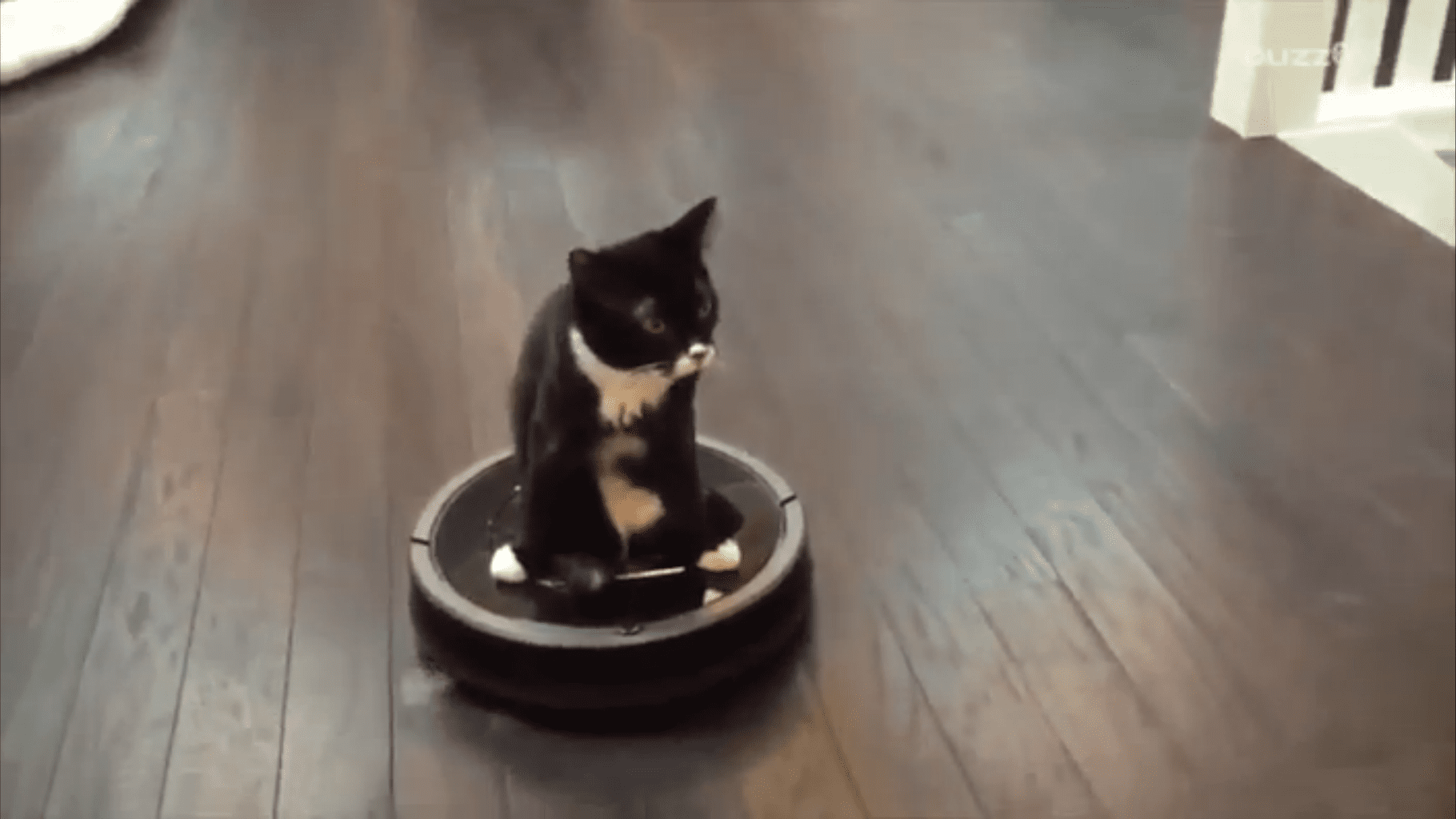 2Legged Cat Hitches Ride on a Roomba Life With Cats
