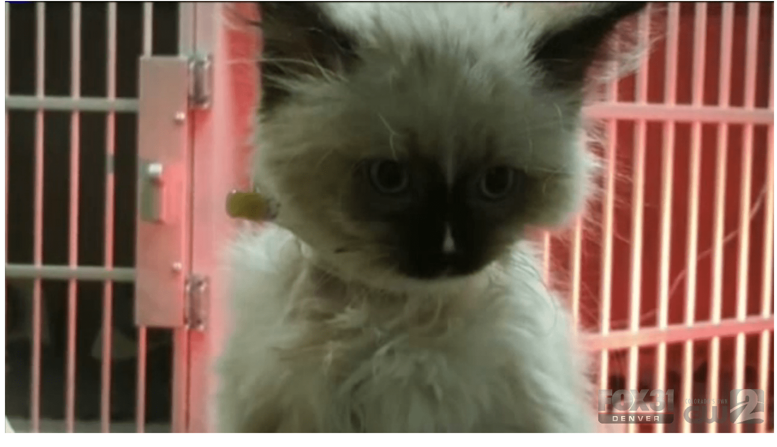 Sick And Dying Kittens Sold On Craigslist | Life With Cats