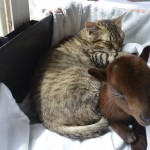 Source: Leon Vegano Animal Sanctuary