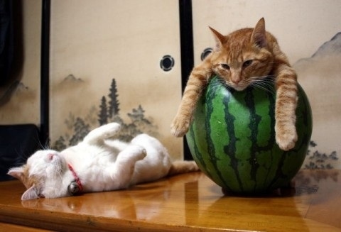 watermelon-cats.jpg