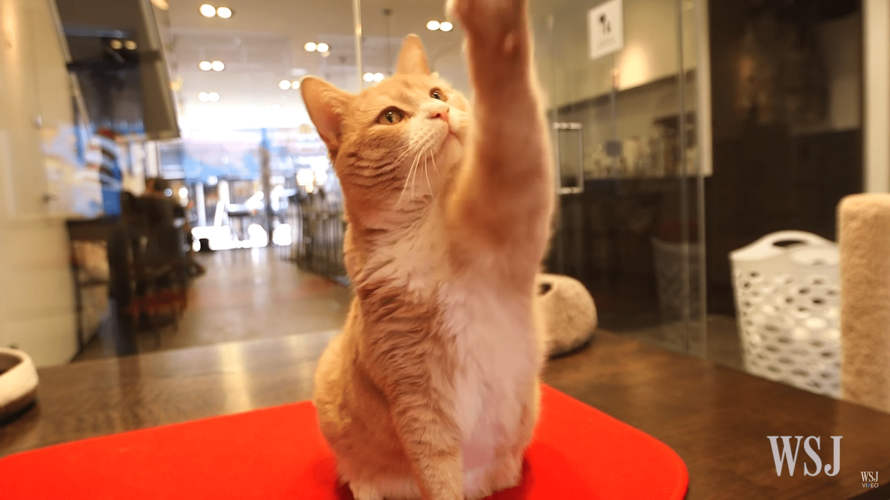 Go on a Cat Cafe Tour in New York City | Life With Cats