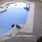cat push