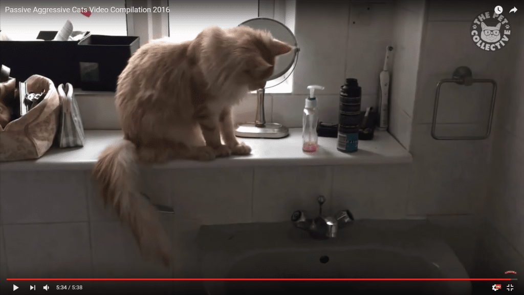 Passive Aggressive Cat Video Compilation Passive Aggressive Cat Video Compilation