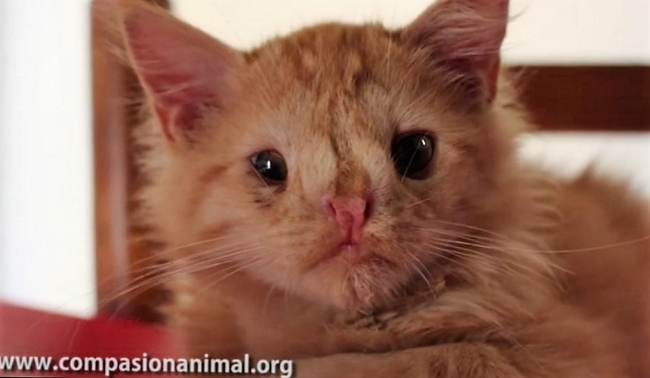 Kitten Deemed "Too Ugly" to Adopt Hopes to be Spokescat for Special