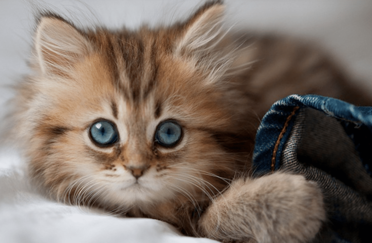 Cutest Kitten in the World? Life With Cats