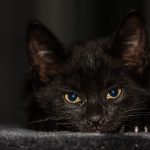 baby-cat-2119505_640
