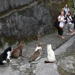 cat village 4
