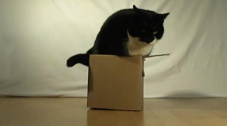 “Must Fit In Box….” | Life With Cats