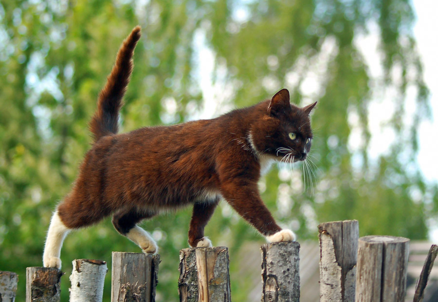 Outdoor Cat Enclosures