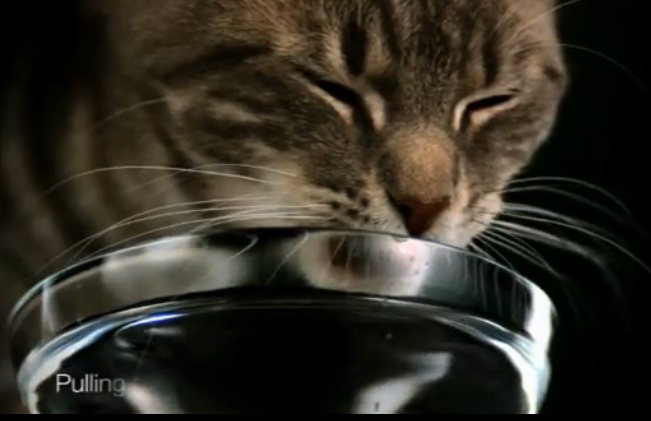 Do Cats And Dogs Drink The Same Way? Slo Mo Video And Researchers Say Yes