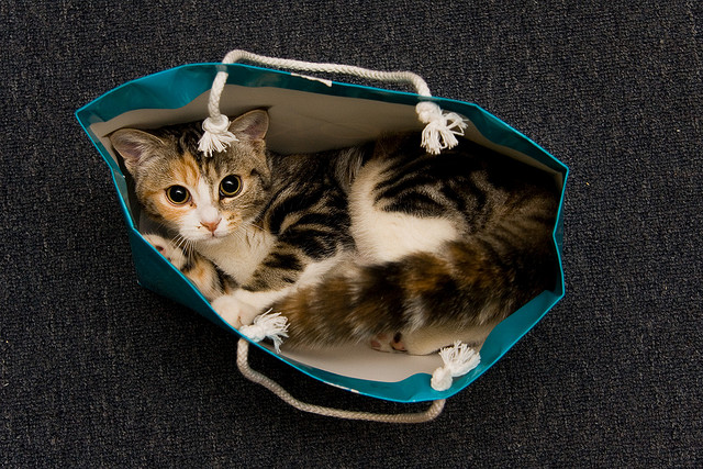Kat i en pose