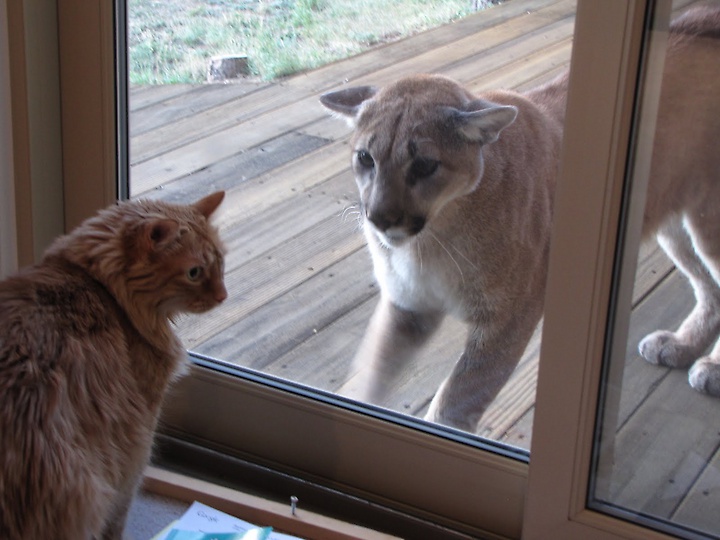 Caturday Delight Twenty Cat Memes I Can Has Cheezburger