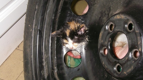 Feral Kitten Stuck In Car Wheel Is Freed Gets A New Life Life With Cats 