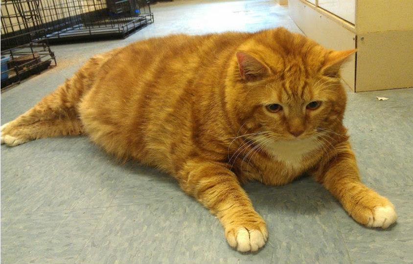  41  Pound Cat  Brought to Shelter as a Stray in Richardson 