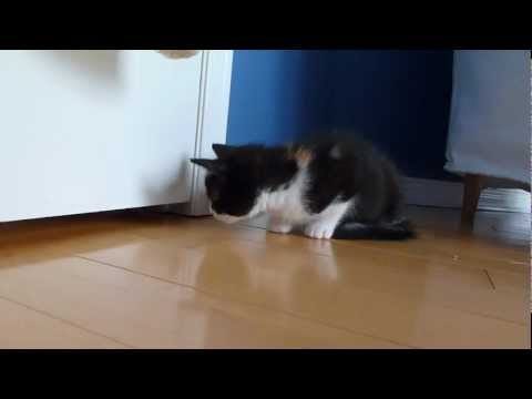 Cat and Kitten Play Footsie Under the Door