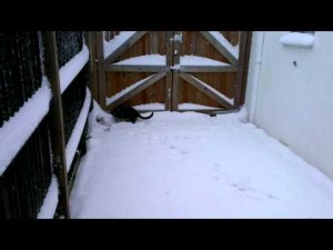 Cat Meets Snow