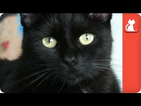 Pierre the Black Cat – Tails of Hope