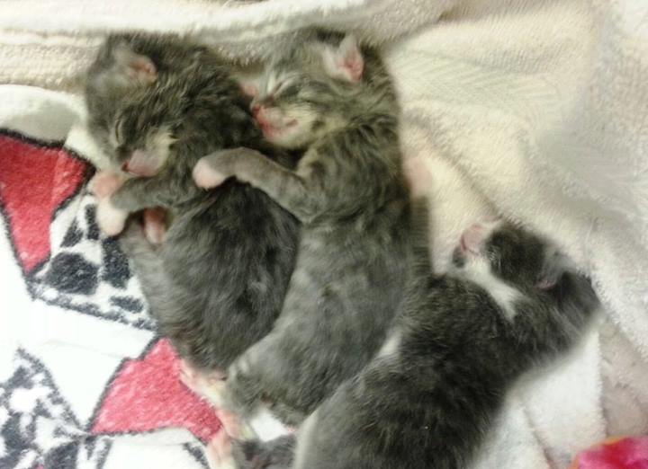 KITTEN UPDATE: ALL THREE KITTENS THAT WERE THROWN INTO A CREEK ARE DOING FINE