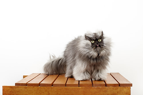 Colonel-Meow---Cat-With-The-Longest-Fur_0022-(1)