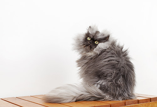 Colonel-Meow---Cat-With-The-Longest-Fur_0022-(3)