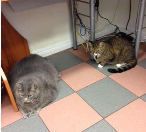 Michelin and Nigel