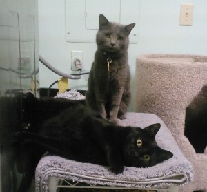 Bryant and his buddy Hercules just hanging around the shelter (2)