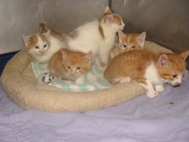 Mystery Of The Orange And White Kittens Of New Ulm Minnesota Life With Cats