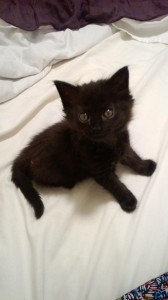 Black cat rescue kitten