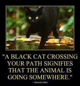Photo Credits: Black Cat Rescue