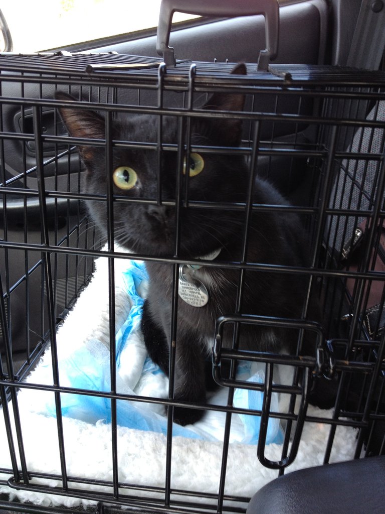 Second vet trip! Going to get neutered.