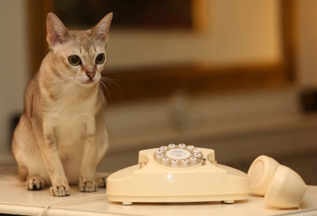 Picture by Mark Richards-Bruce the Cat dials 999 and gets the cops calling!