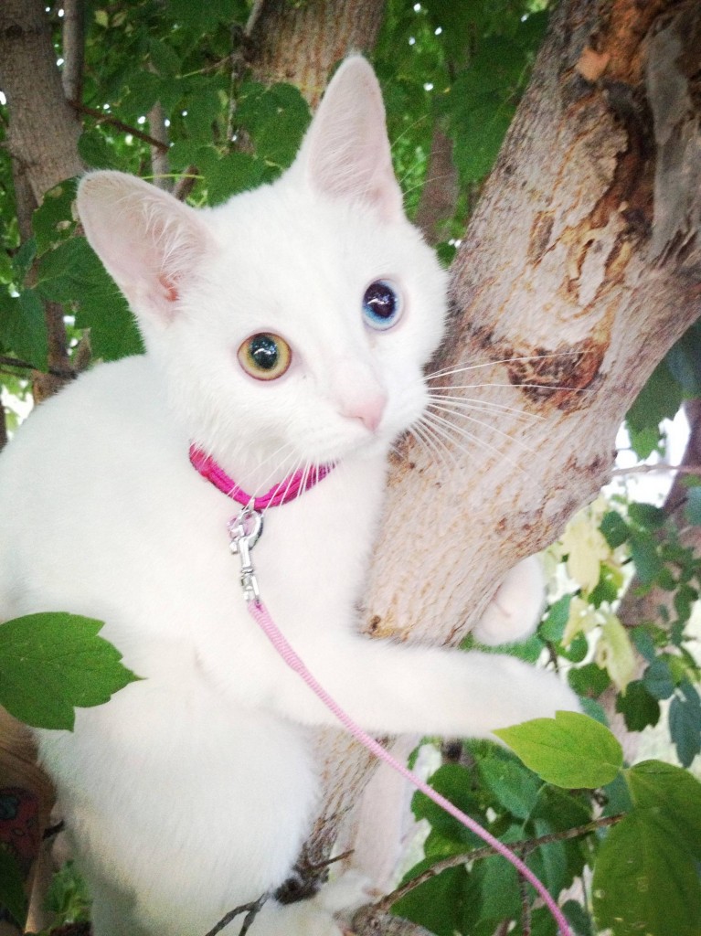 Sparrow's first time in a tree. He's not sure what to think.