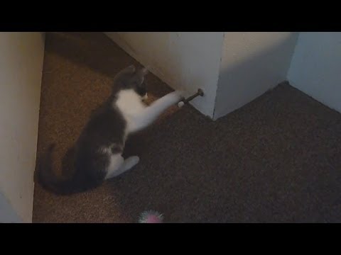 Kittens vs Door Stoppers Compilation