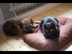 Funny Cats Stealing Dogs Beds Compilation